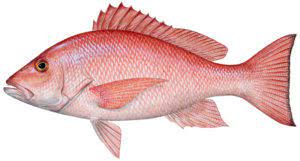 RED SNAPPER